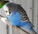 budgie_blue